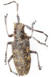 Monochamus galloprovincialis