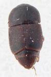 Carpophilus marginellus