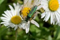 Oedemera nobilis