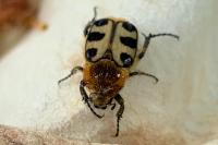 Trichius gallicus