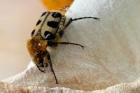 Trichius gallicus