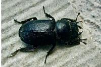 Dorcus parallelipipedus