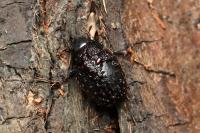 Nosodendron fasciculare