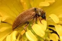Byturus ochraceus