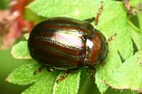 Chrysolina americana