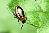 Longitarsus dorsalis
