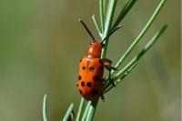 Crioceris duodecimpunctata