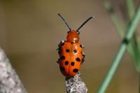 Crioceris duodecimpunctata