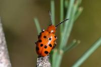 Crioceris duodecimpunctata