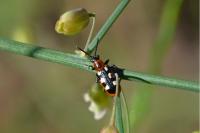 Crioceris asparagi
