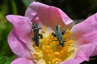 Oedemera nobilis