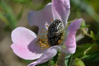 Oxythyrea funesta