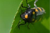 Ptosima undecimmaculata