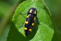 Ptosima undecimmaculata
