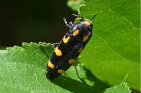 Ptosima undecimmaculata