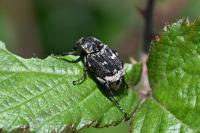 Valgus hemipterus