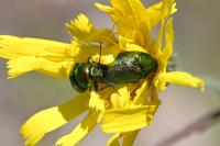 Cryptocephalus