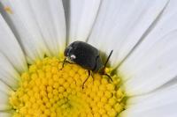 Spermophagus