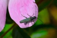 Oedemera