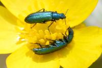 Psilothrix viridicoerulea