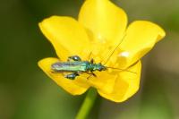 Oedemera nobilis