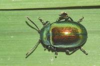 Chrysolina graminis