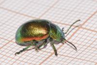 Chrysolina graminis