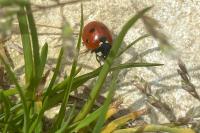 Coccinella septempunctata
