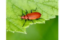 Pyrochroa serraticornis
