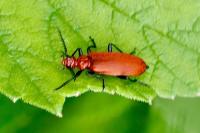 Pyrochroa serraticornis