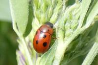 Gonioctena fornicata