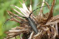 Agapanthia cardui