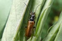 Rhagonycha nigriventris