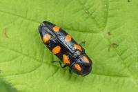 Ptosima undecimmaculata