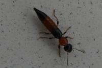 Paederus littoralis