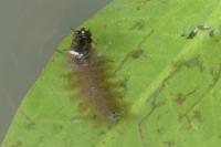Hydrochara