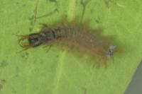 Hydrochara