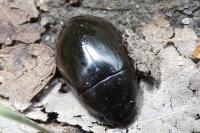 Hydrochara caraboides