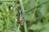 Malachius