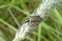 Malachius