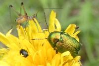 Cryptocephalus
