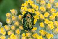 Cryptocephalus