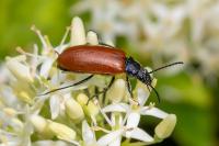 Omophlus lepturoides