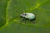 Phyllobius