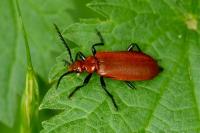 Pyrochroa serraticornis