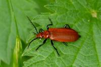 Pyrochroa serraticornis