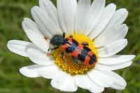 Trichodes alvearius