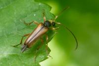 Alosterna tabacicolor