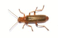 Cantharis cryptica