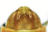 Cantharis cryptica